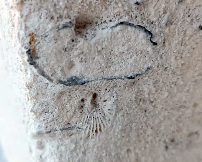 Очертания раковины брахиоподы и под ней — поперечный срез одиночного коралла из подкласса ругоз