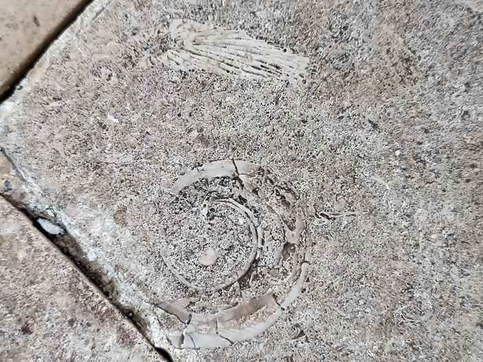 Одиночный коралл и&nbsp;раковина брюхоногого моллюска Straparollus (Euomphalus) marginatus в&nbsp;отмостке храма Покрова на Нерли