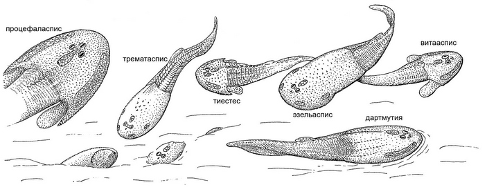 Остеостраки