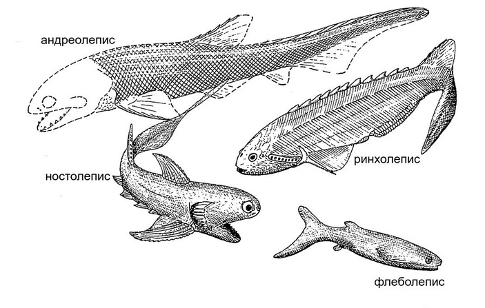 Акантоды, анаспиды, телодонт