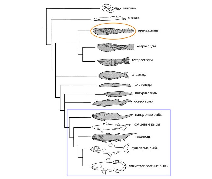 Эволюционное древо позвоночных Жанвье