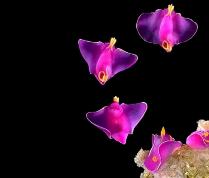 Подводный полет Sagaminopteron