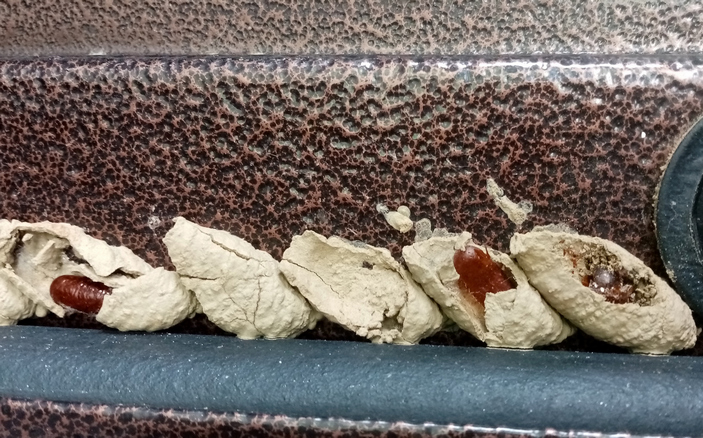 Гнезда осы-грязевика