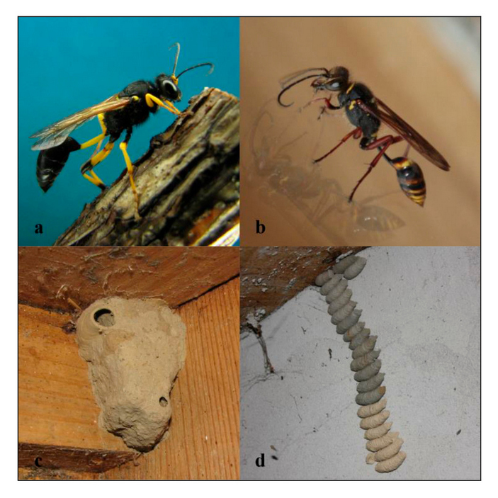 Имаго и гнезда ос