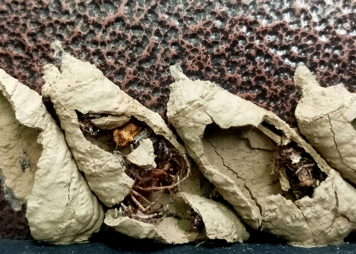 Части пауков в гнезде