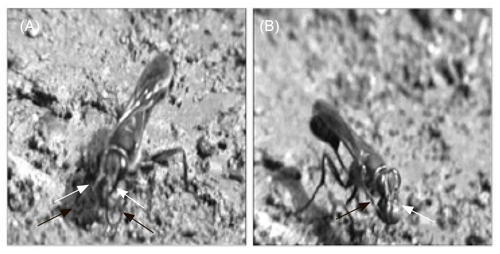 Оса и грязевой комок