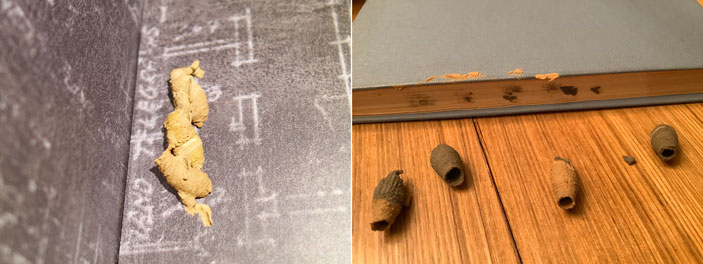 Кувшинчики осы-грязевика на книжной полке