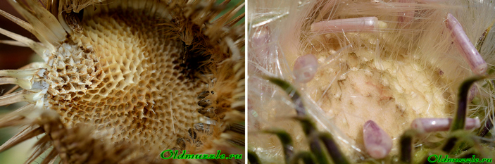 Ложе корзинки