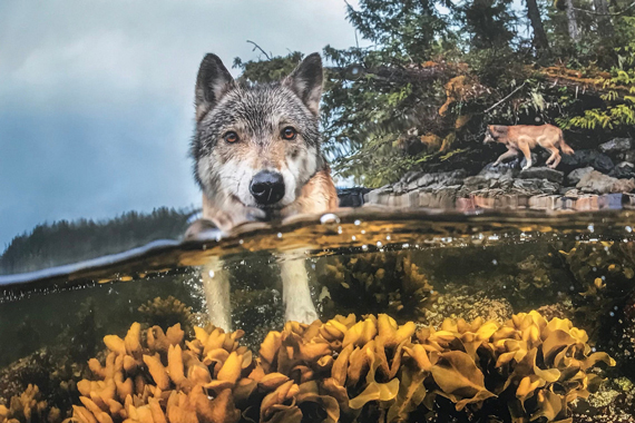 Морской волк