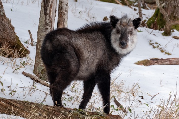 Японский серау