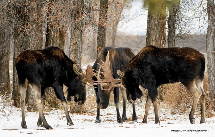 Тренировочные бои лосей