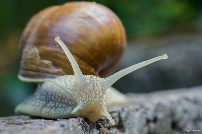 Щупальца виноградной улитки