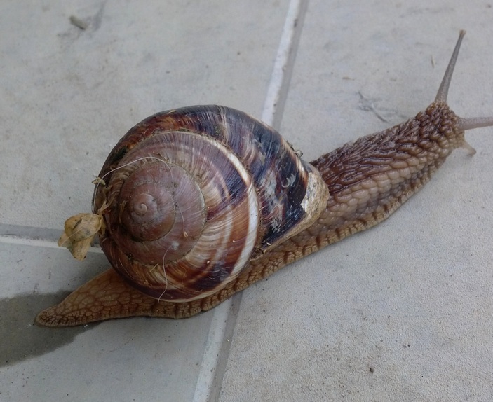 Смазочная слизь улитки