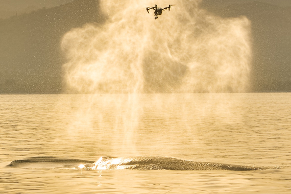 Китовый дрон