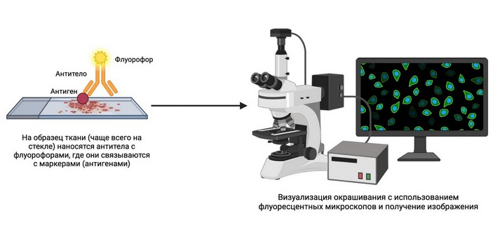 Схема метода иммунофлуоресценции