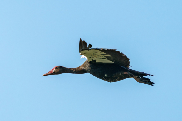 Шпорцевый гусь в полете