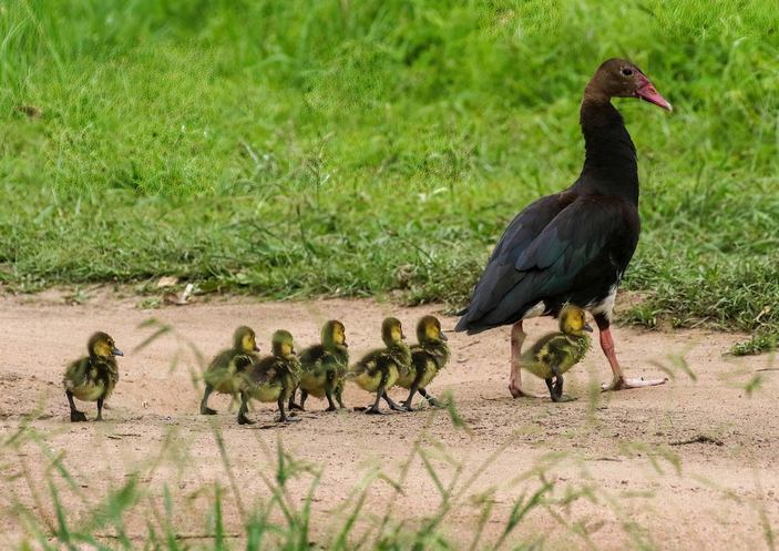 Птенцы шпорцевого гуся