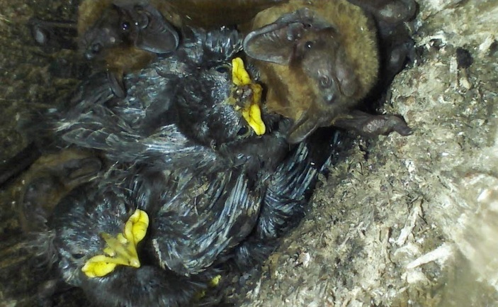 Птенцы скворца и рыжая вечерница