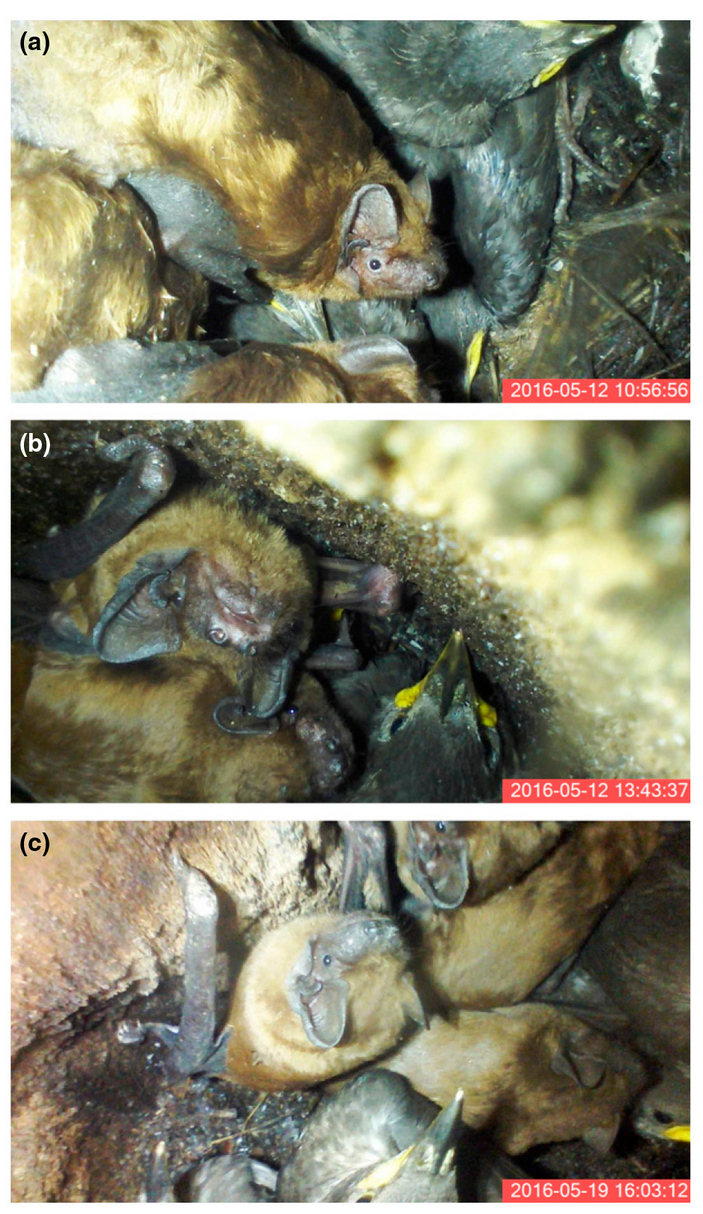 Рыжие вечерницы и птенцы скворца