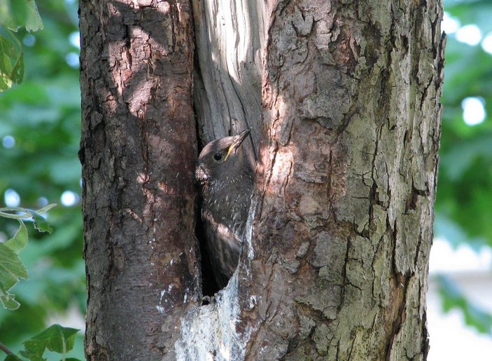 Юный скворец