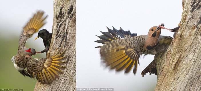 Скворец и дятел