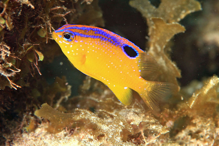 Стегастес Stegastes diencaeus