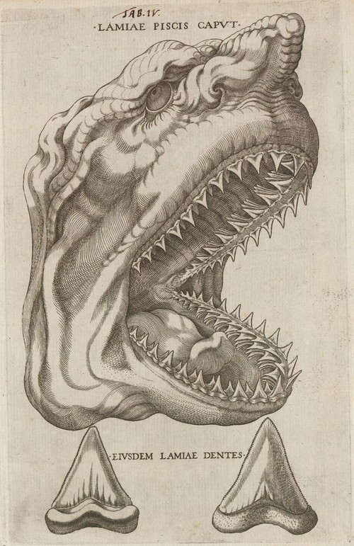 Пасть акулы