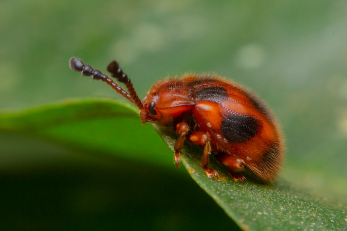 Жук Stenotarsus pardalis