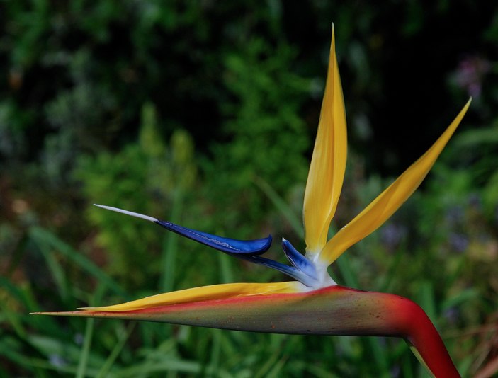 Строение цветка стрелиции