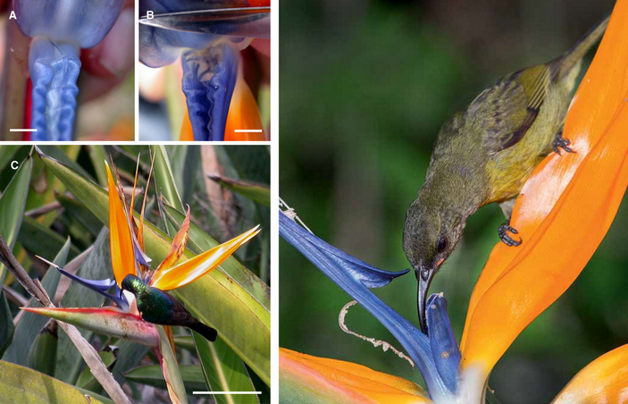 Нектарница на стрелиции