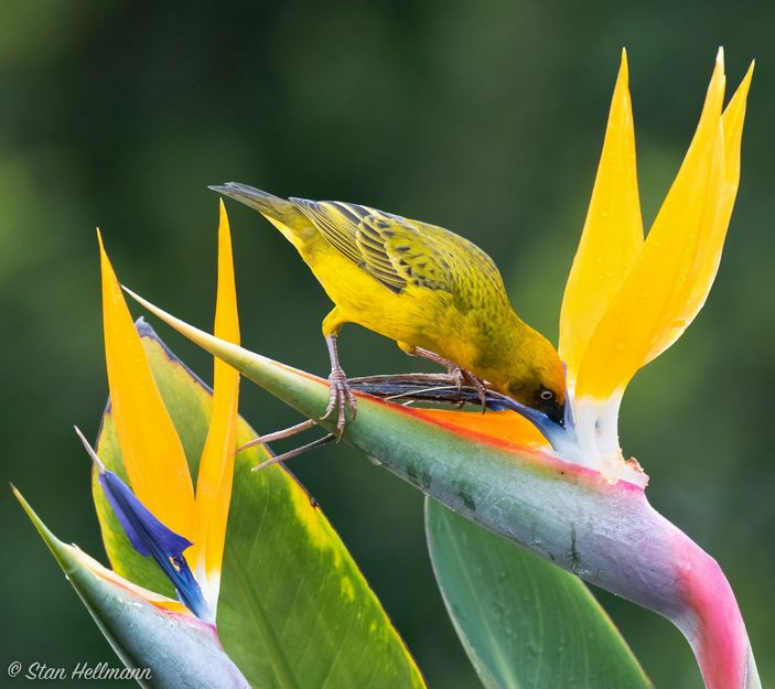 Капский ткач 