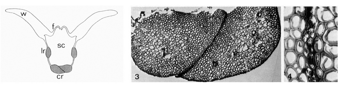 Анатомическое строение 
