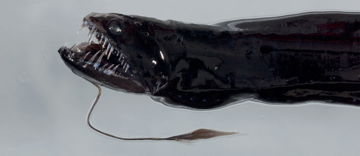 Самка идиаканта