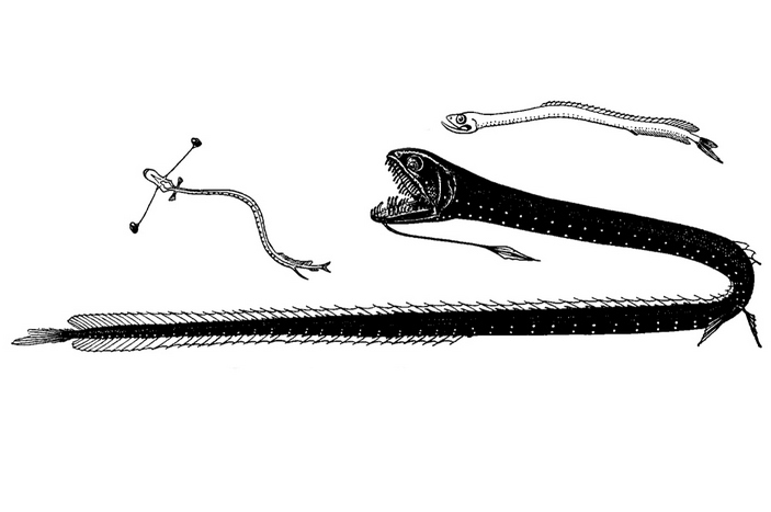Личинка, самка и самец идиаканта