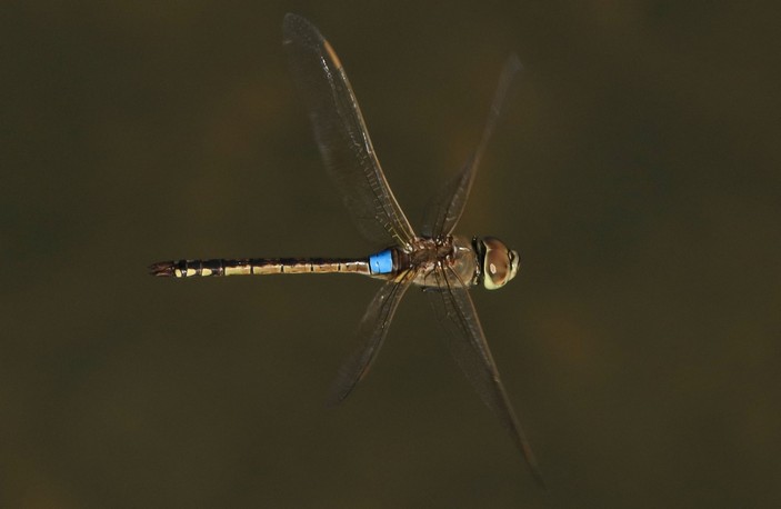 Anax ephippiger