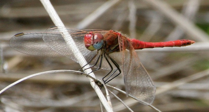Самец S. fonscolombii