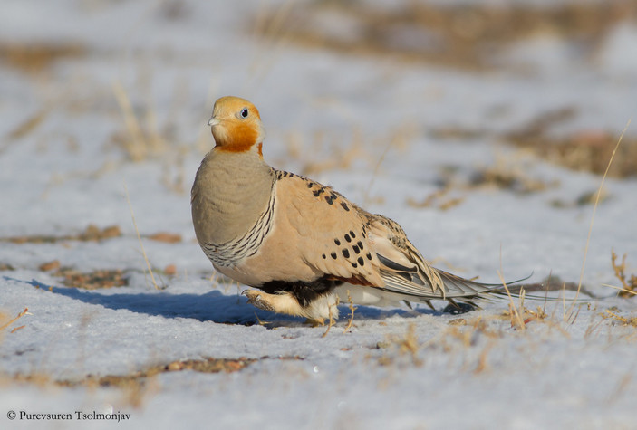 Саджа на снегу