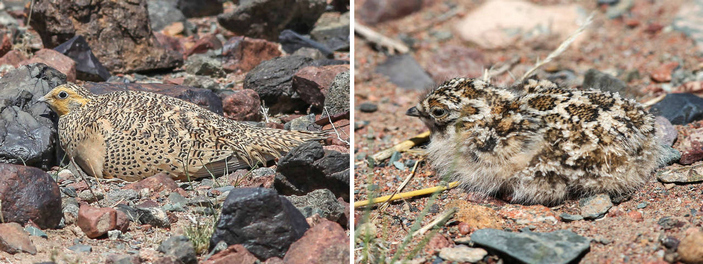 Самка и птенец саджи