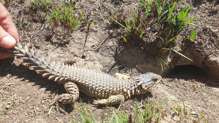 Поясохвост