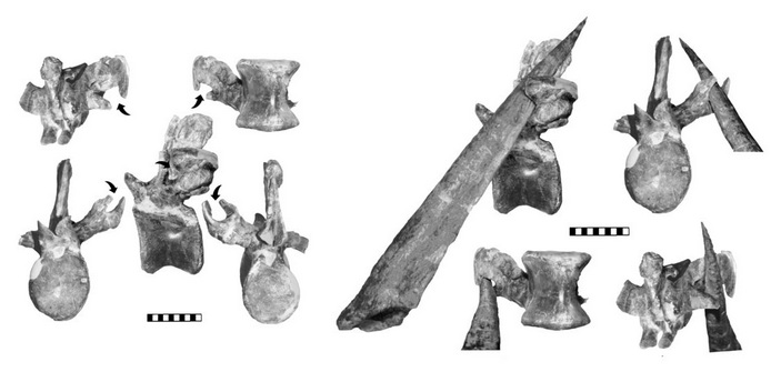 Травмированный позвонок аллозавра