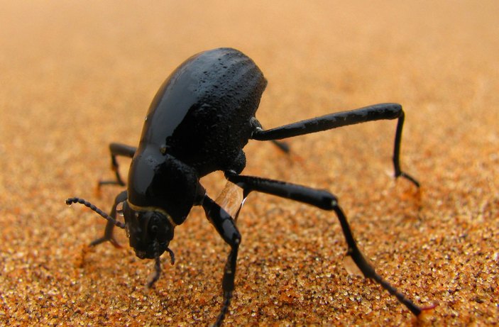 Жук Onymacris 