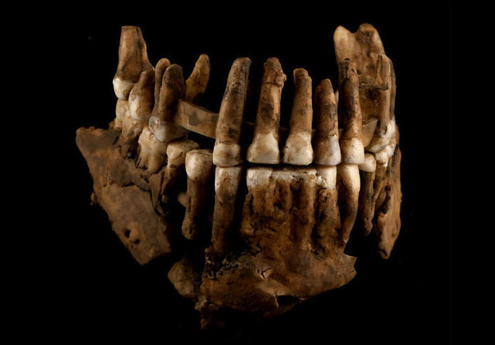 Челюсть неандертальца Торина