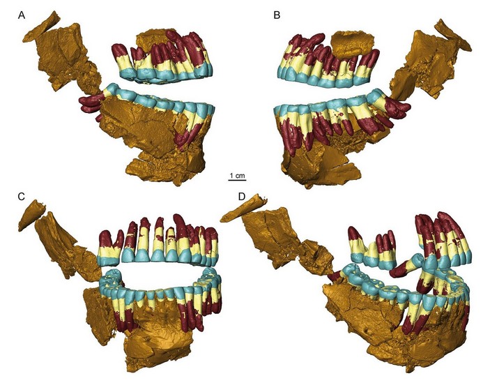 Зубной ряд Торина