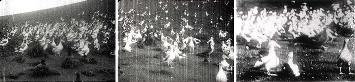 Альбатросы на Торисиме в 1930 году
