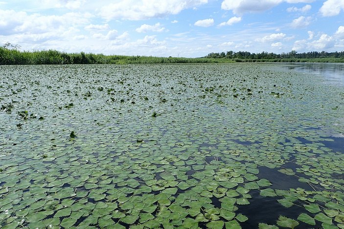 Заросли рогульника