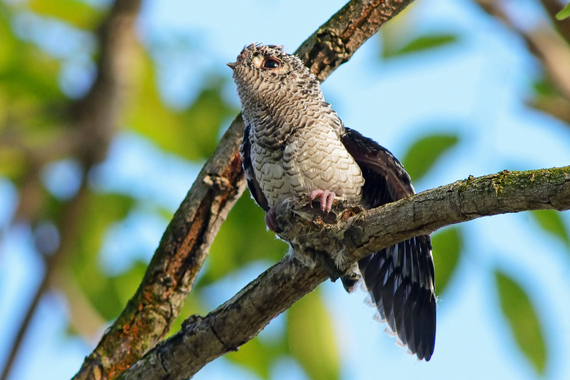 Гнездо древесного стрижа