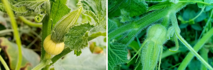 Завязь тыкв