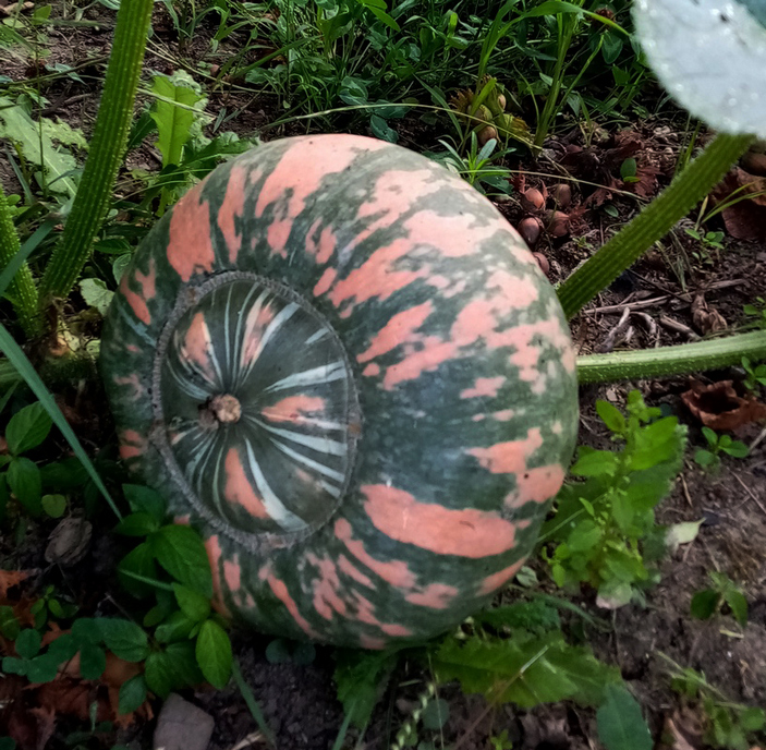 Гибридная тыква