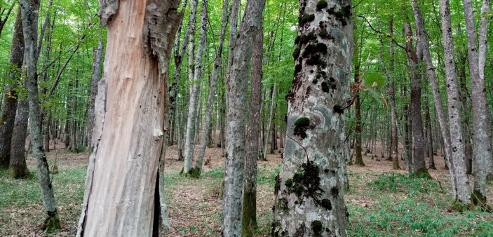 Засохший граб