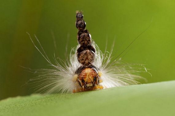 Безумная шляпусеница